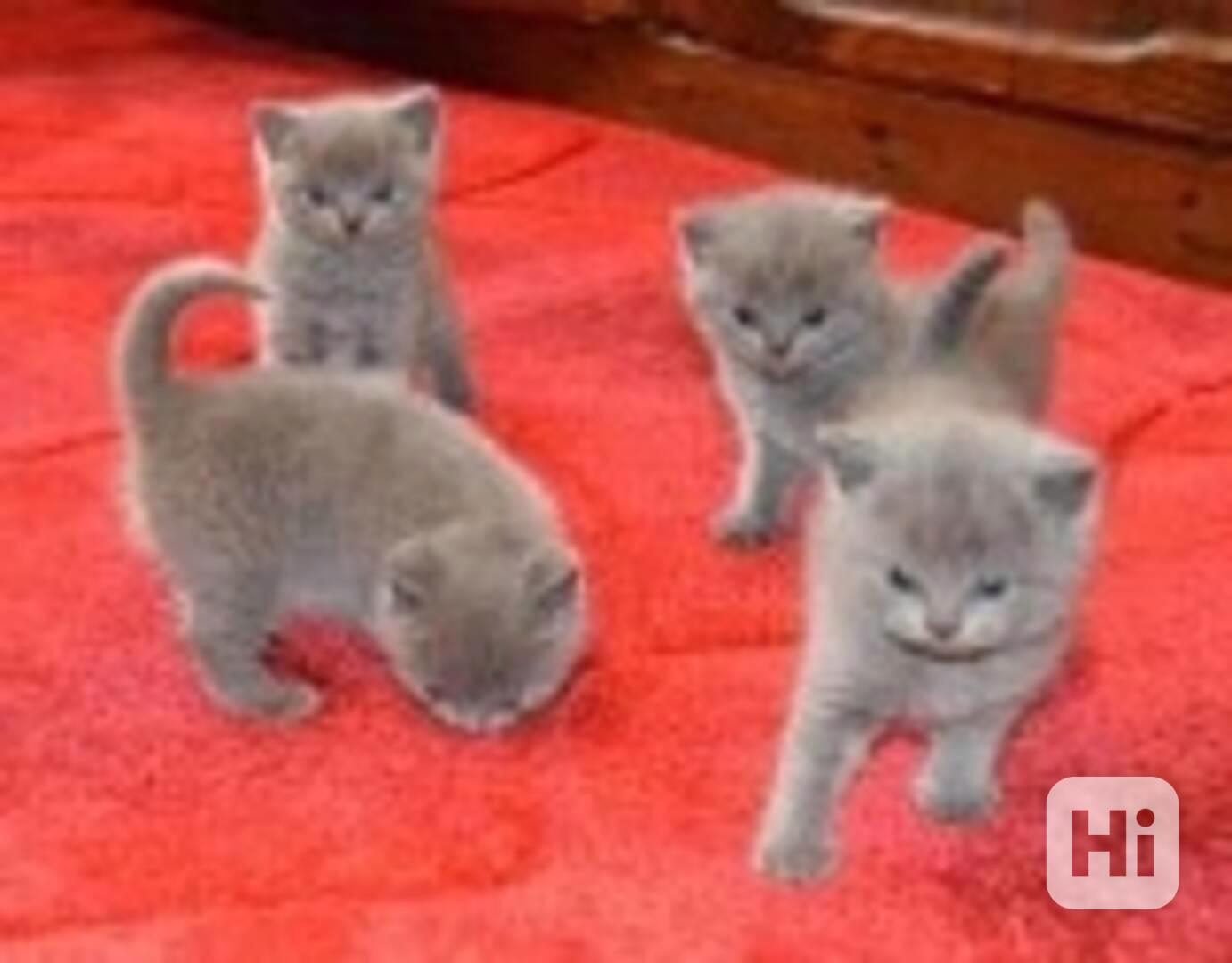 Koťata britské krátkosrsté šelmy - foto 1