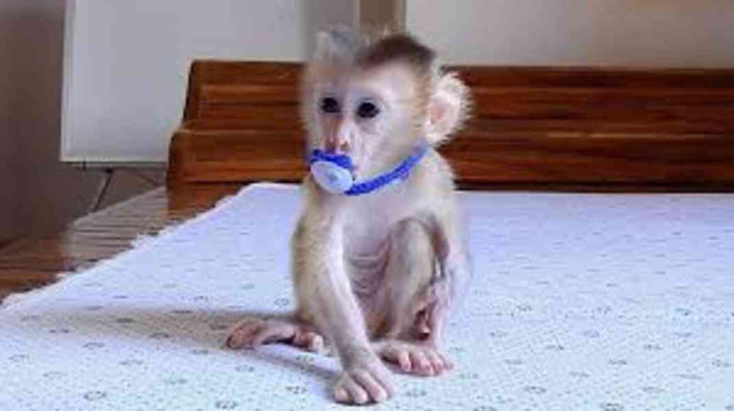 Kapucínské opice k adopci - foto 1
