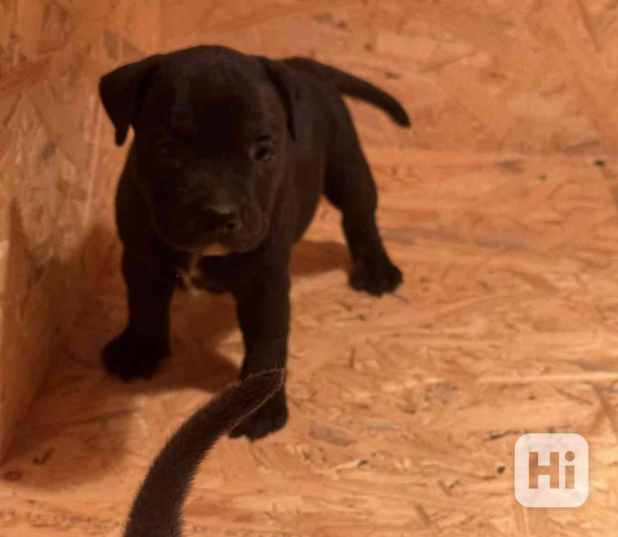 Stafordšírský bulteriér pekne cerne stence - foto 1