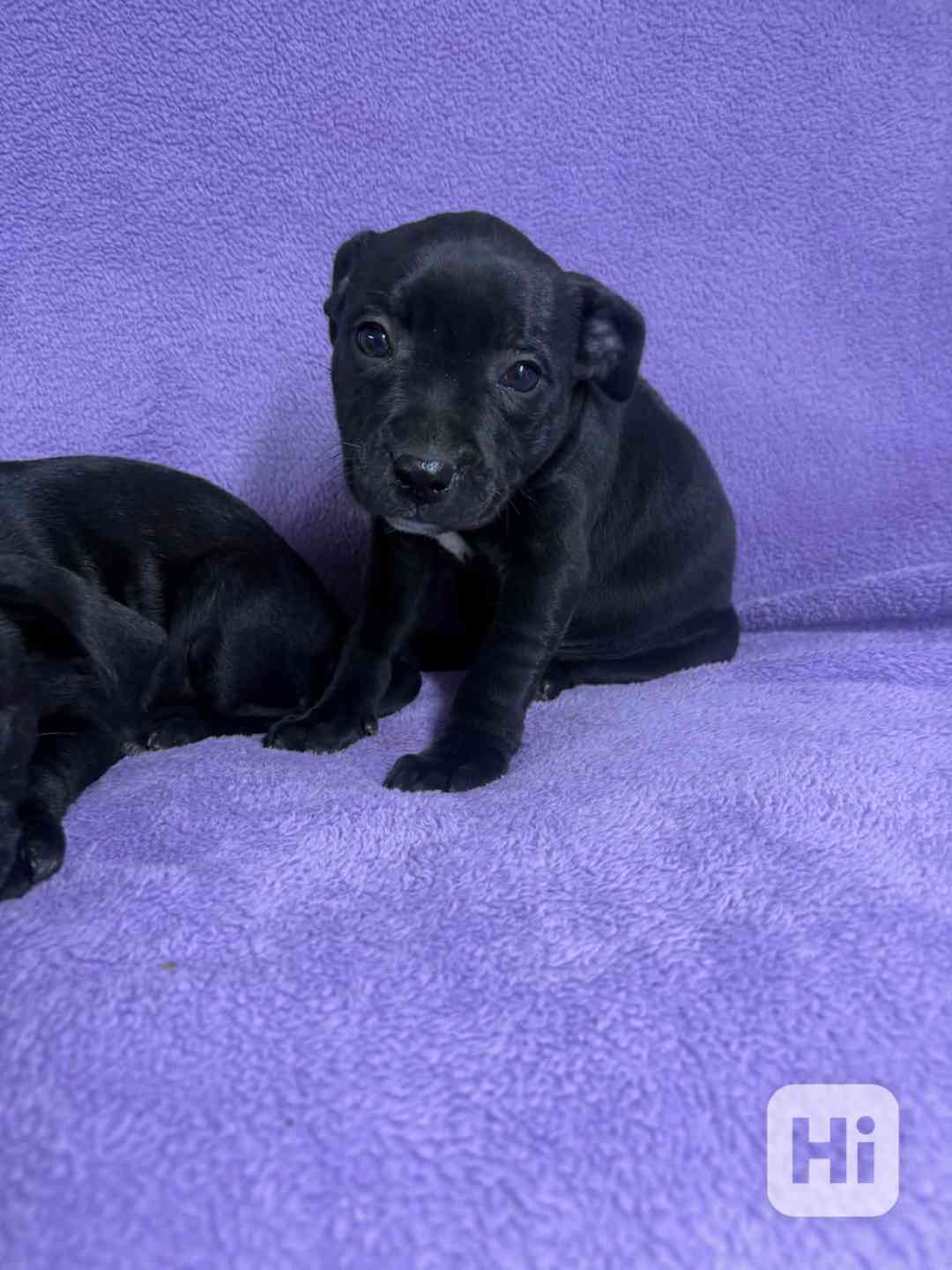 Stafordšírský bulteriér pekne cerne stence - foto 1