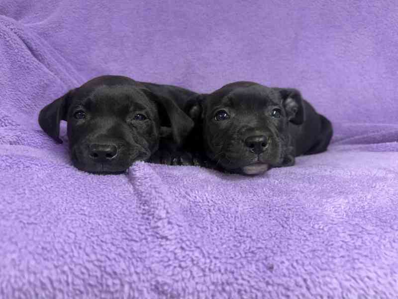 Stafordšírský bulteriér pekne cerne stence - foto 7