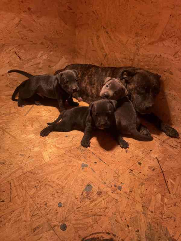 Stafordšírský bulteriér pekne cerne stence - foto 4