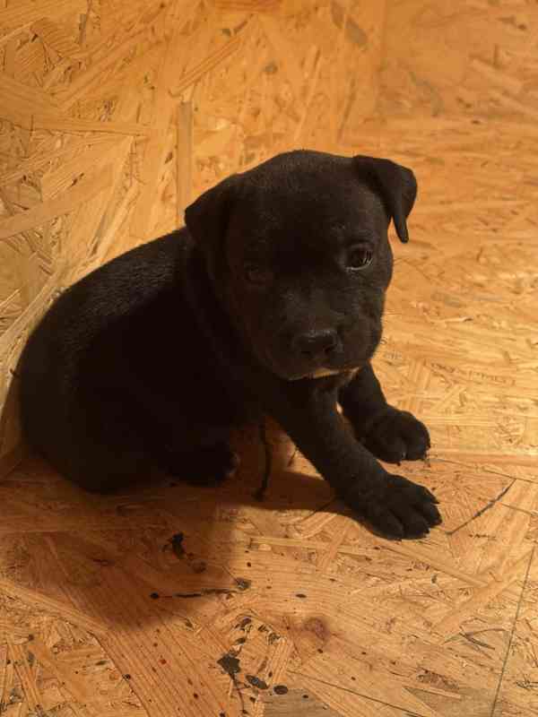 Stafordšírský bulteriér pekne cerne stence - foto 2