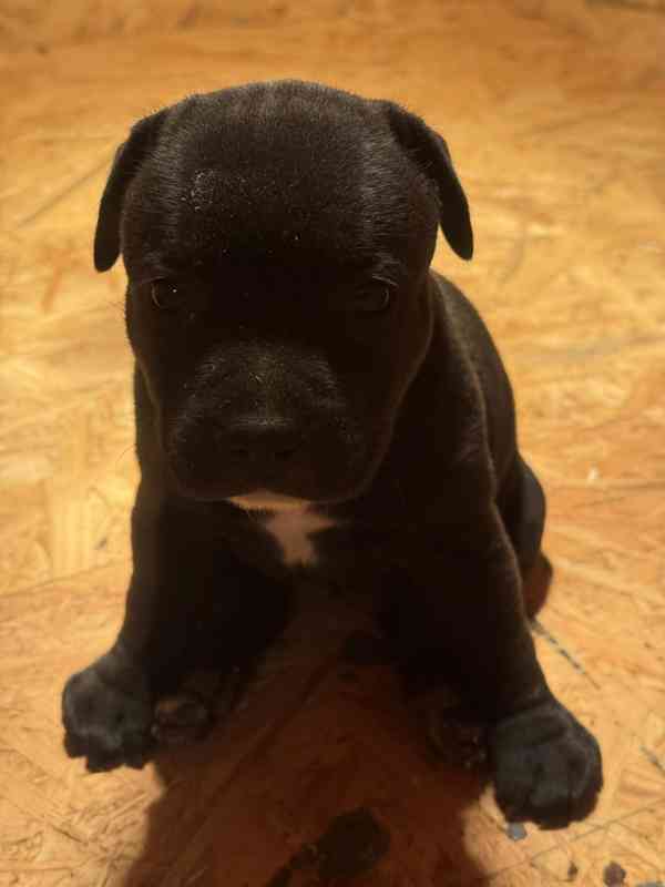 Stafordšírský bulteriér pekne cerne stence - foto 7