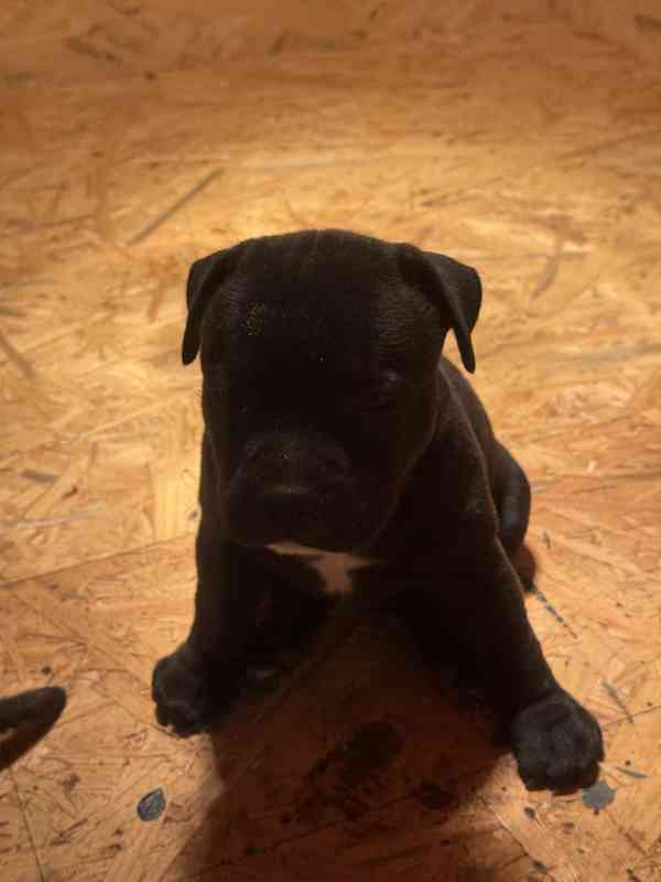 Stafordšírský bulteriér pekne cerne stence - foto 3