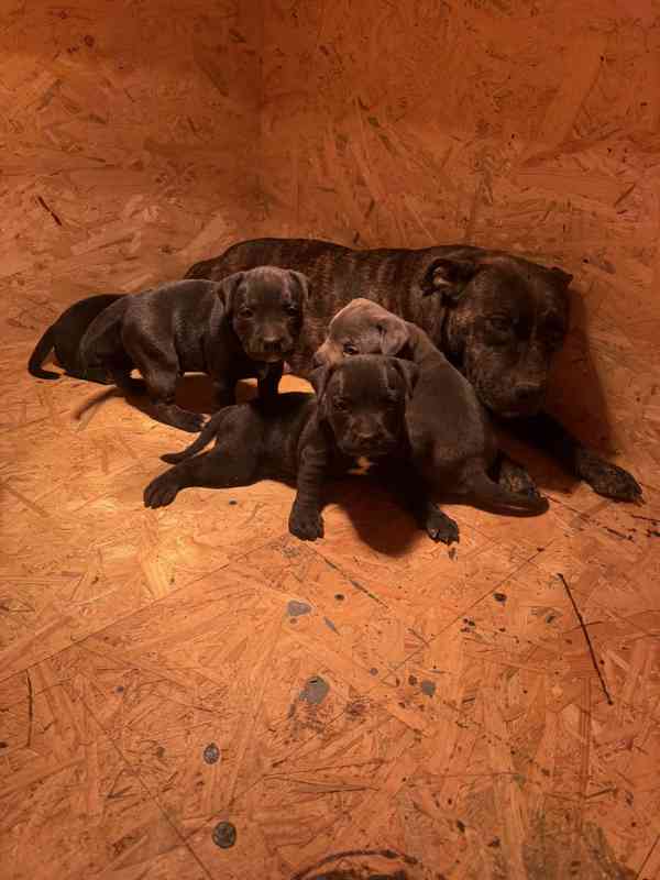 Stafordšírský bulteriér pekne cerne stence - foto 5