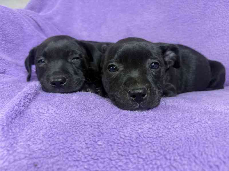 Stafordšírský bulteriér pekne cerne stence - foto 6