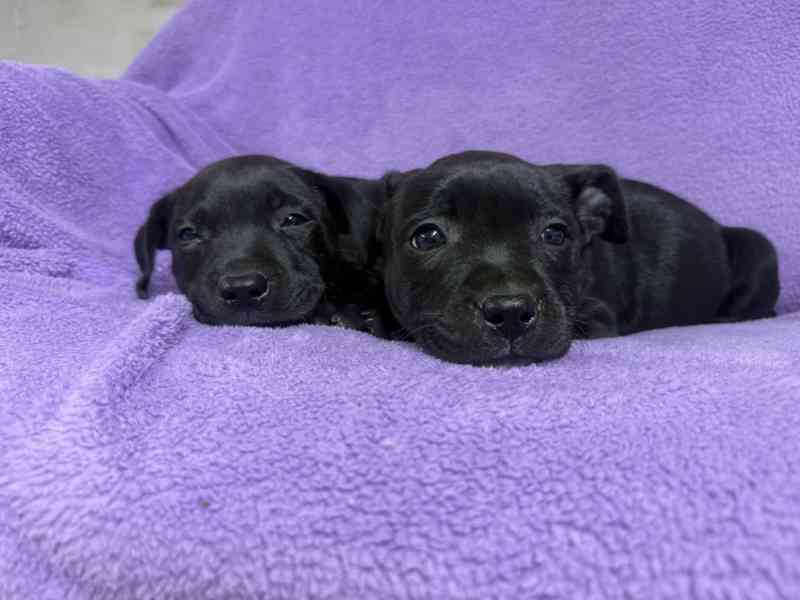 Stafordšírský bulteriér pekne cerne stence - foto 9