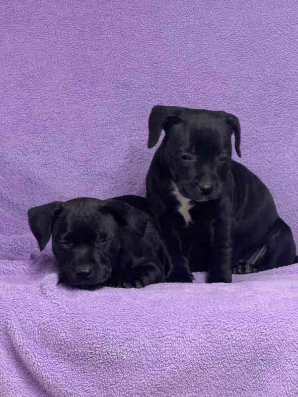 Stafordšírský bulteriér pekne cerne stence - foto 3