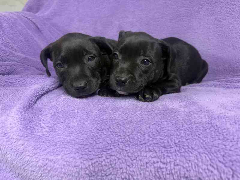 Stafordšírský bulteriér pekne cerne stence - foto 8