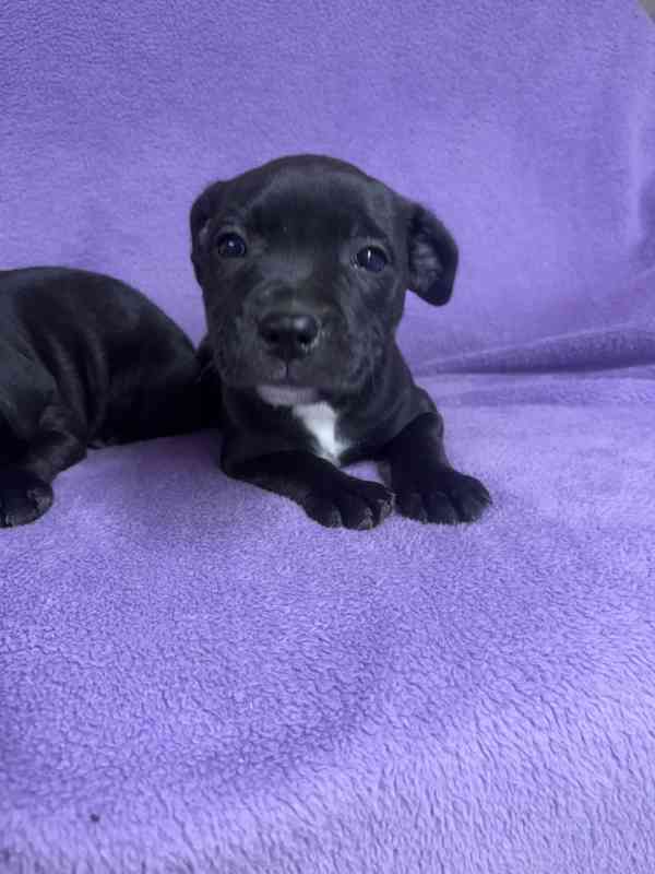 Stafordšírský bulteriér pekne cerne stence - foto 5