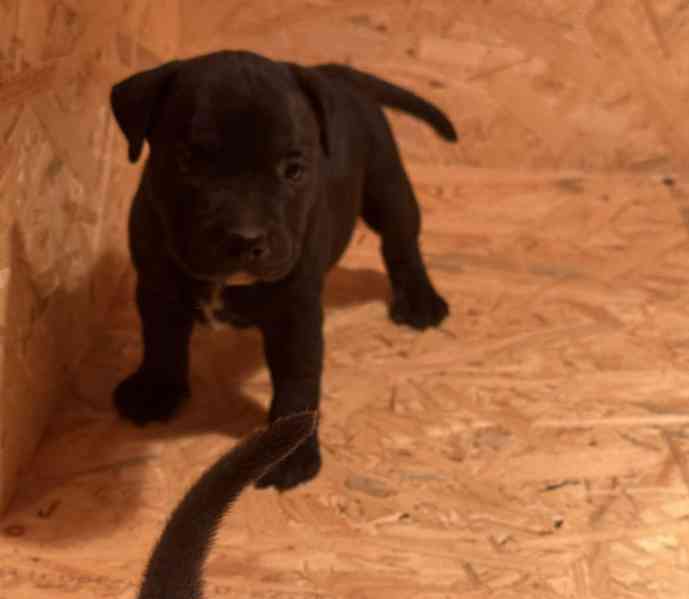 Stafordšírský bulteriér pekne cerne stence