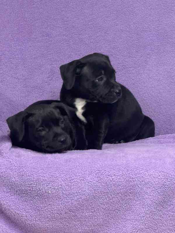 Stafordšírský bulteriér pekne cerne stence - foto 2