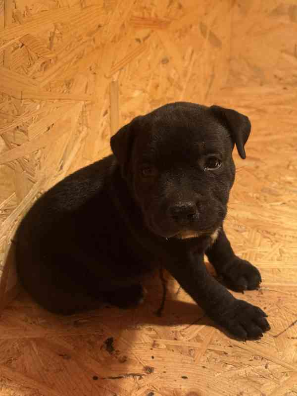 Stafordšírský bulteriér pekne cerne stence - foto 6