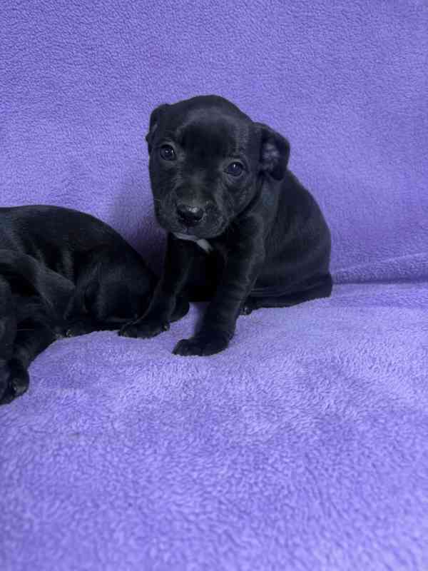 Stafordšírský bulteriér pekne cerne stence - foto 1