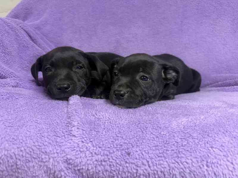 Stafordšírský bulteriér pekne cerne stence - foto 4