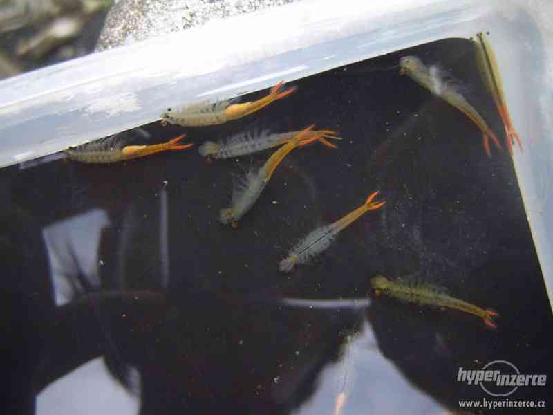 Žabronožky - sladkovodní (4 druhy) - foto 2