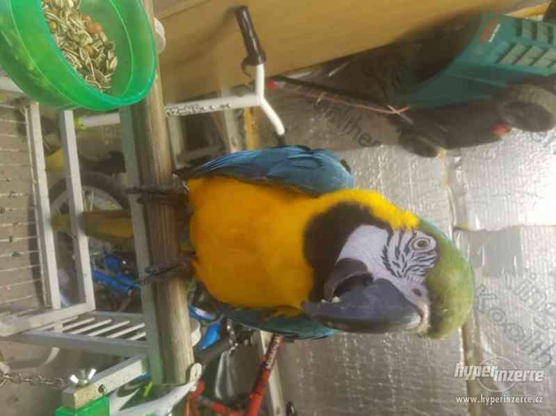 1.0 Modrý a zlatý papoušek - foto 3