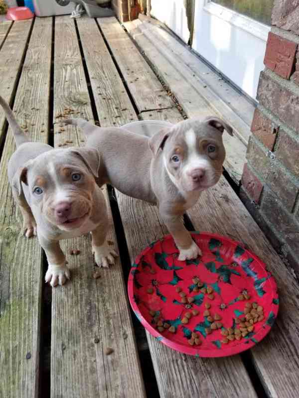  Štěňátko amerického kapesního buldoka k adopci zdarma   - foto 2