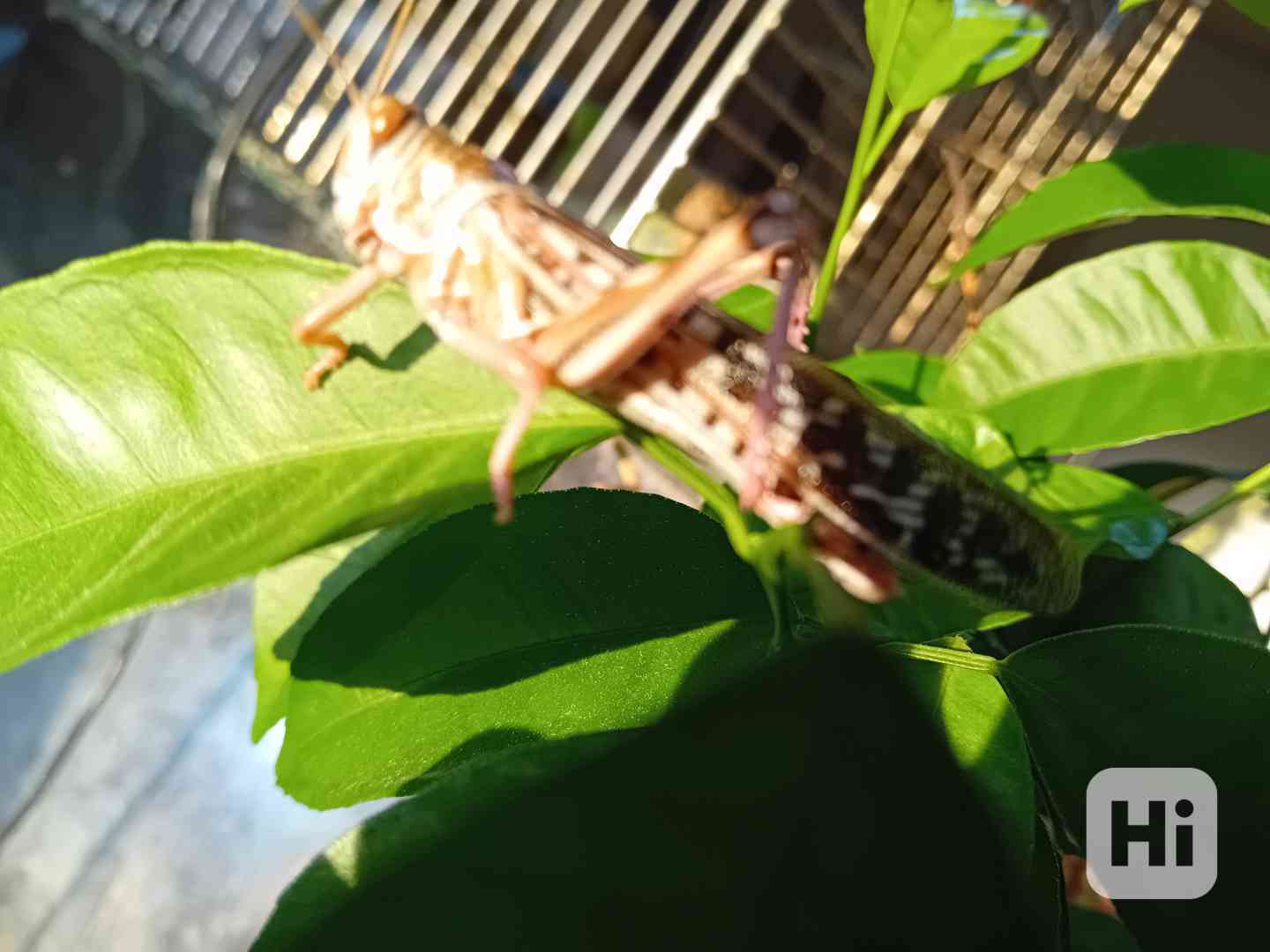 Prodám sarančata  - foto 1