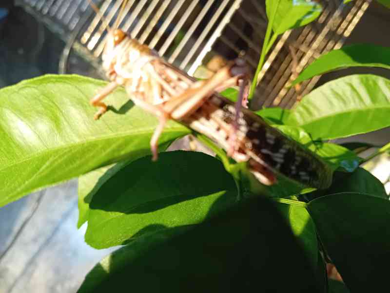 Prodám sarančata  - foto 1