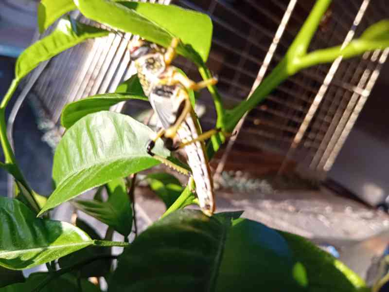 Prodám sarančata  - foto 2