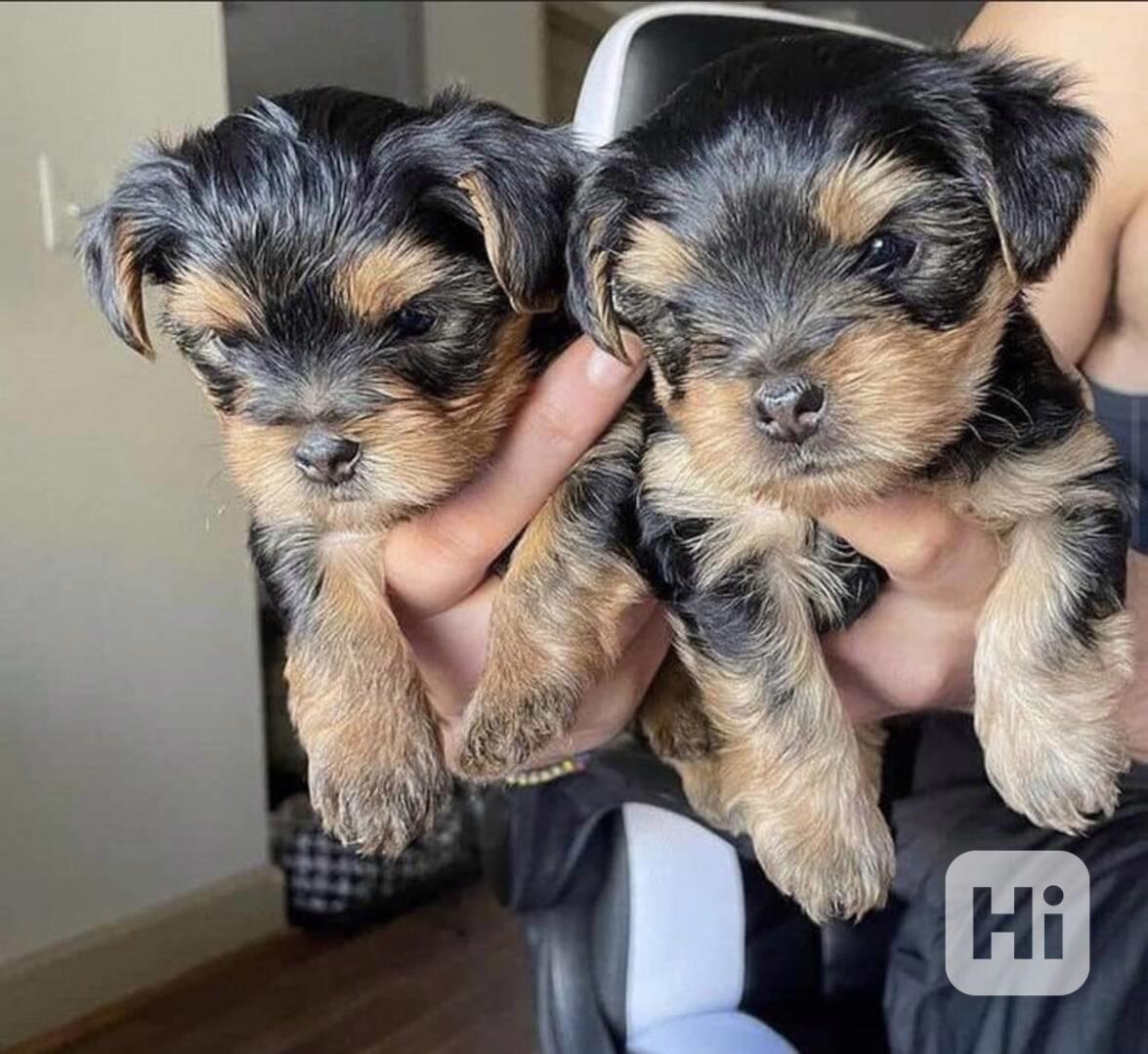 Štěňata Yorkshire - foto 1