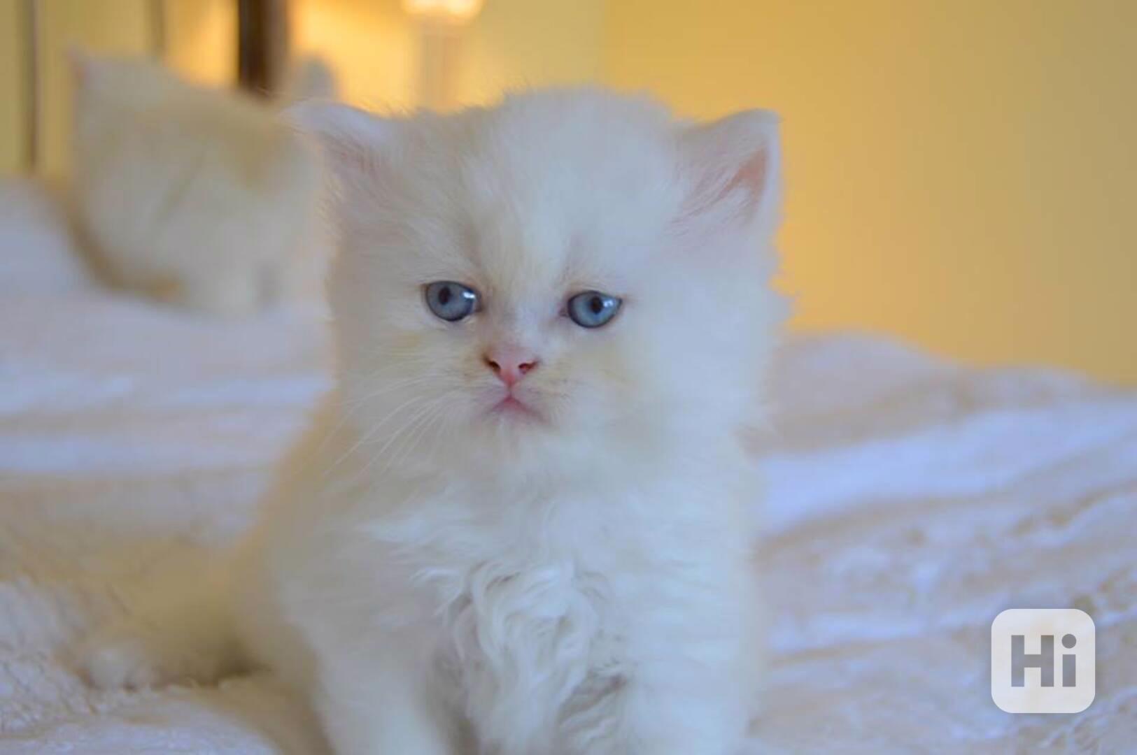  Perská kocka pro bezplatnou adopci    - foto 1