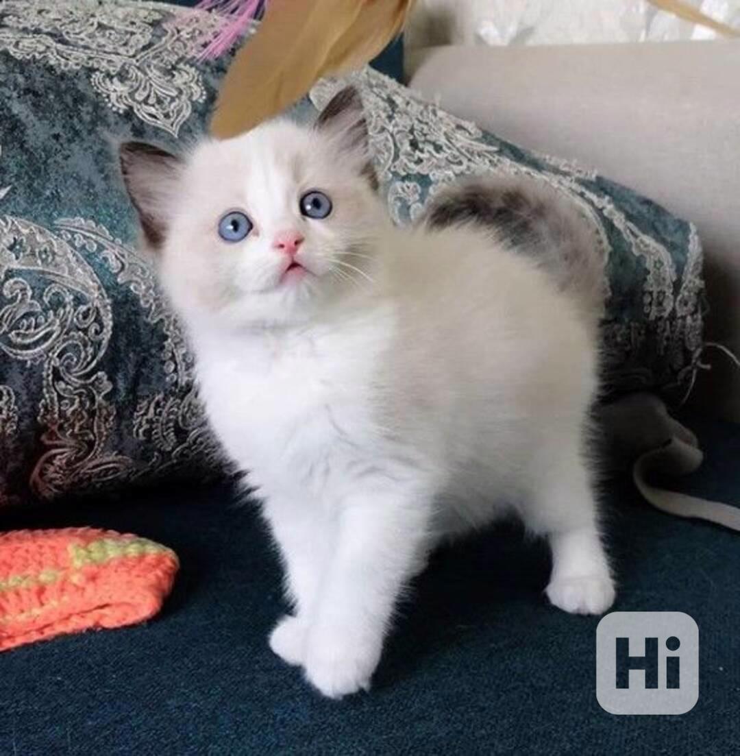 Koťata plemene Ragdoll z domácího chovu - foto 1