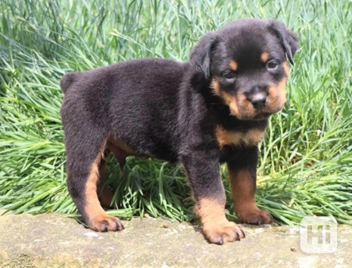 Štěňata rotvajlera - foto 1
