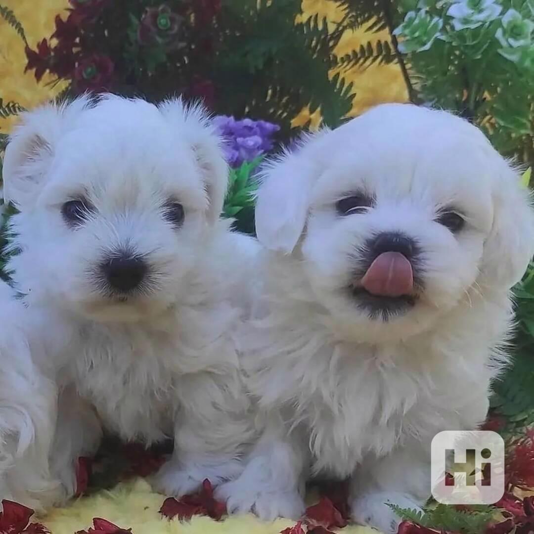 štěňátka maltézáka a fenky k adopci zdarma - foto 1