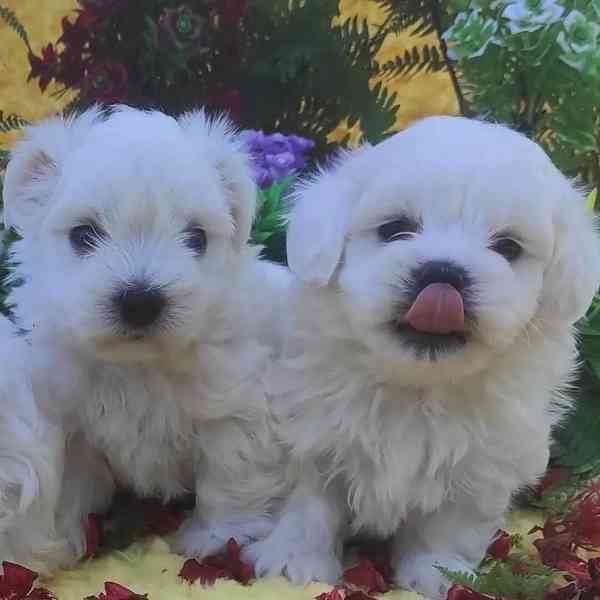 štěňátka maltézáka a fenky k adopci zdarma