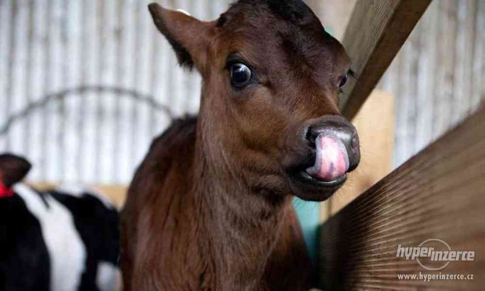 Tele býček JERSEY - foto 1