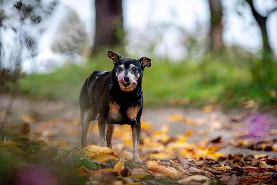 KIKÍNEK - DOŽIVOTNÍ LÁSKA - foto 7