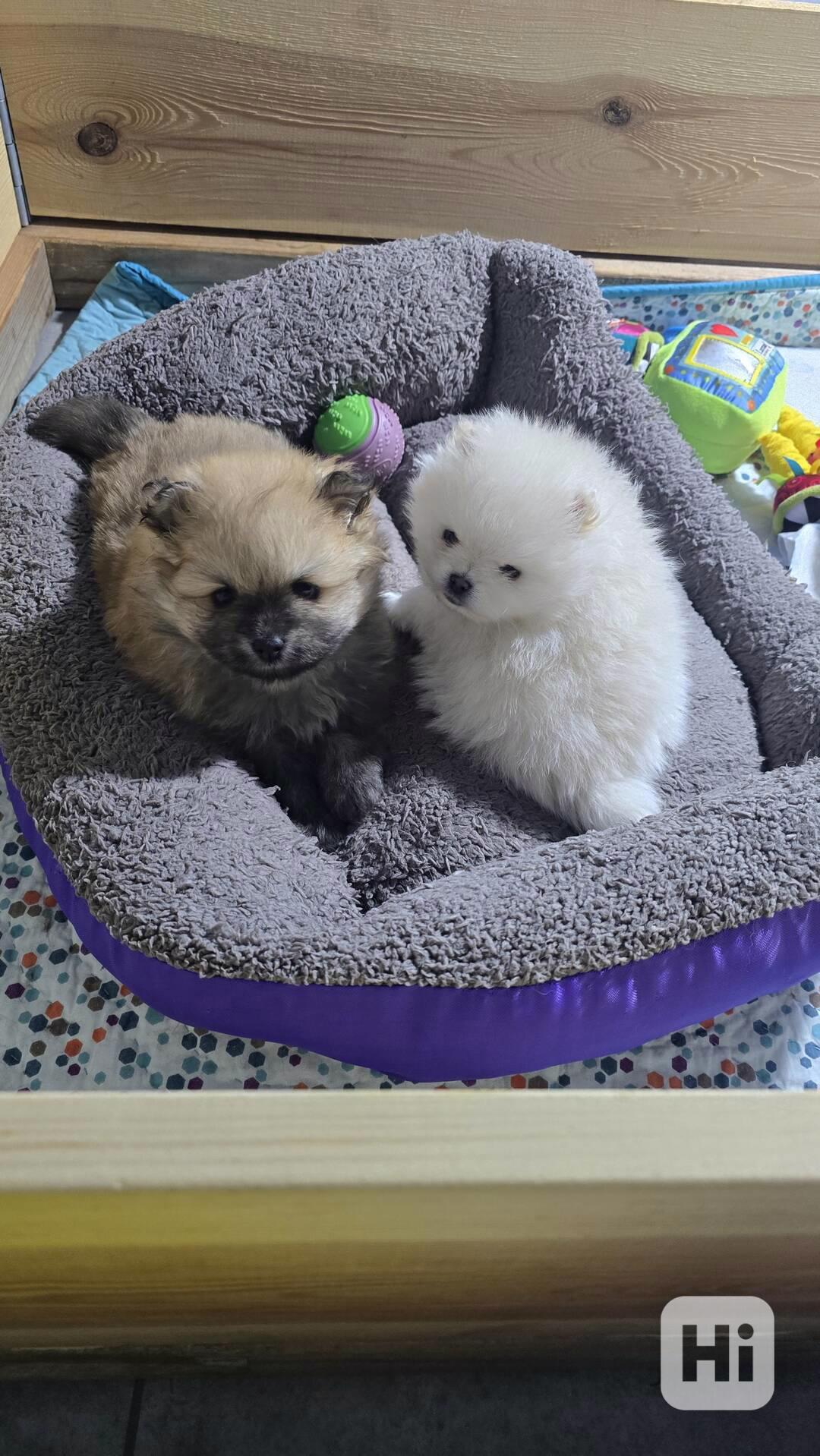 Štěňata pomeranianů připravena - foto 1