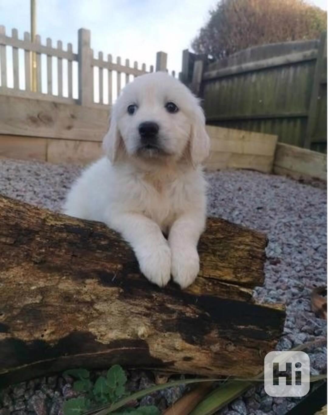 Dvě okouzlující štěňata zlatého retrívra - foto 1