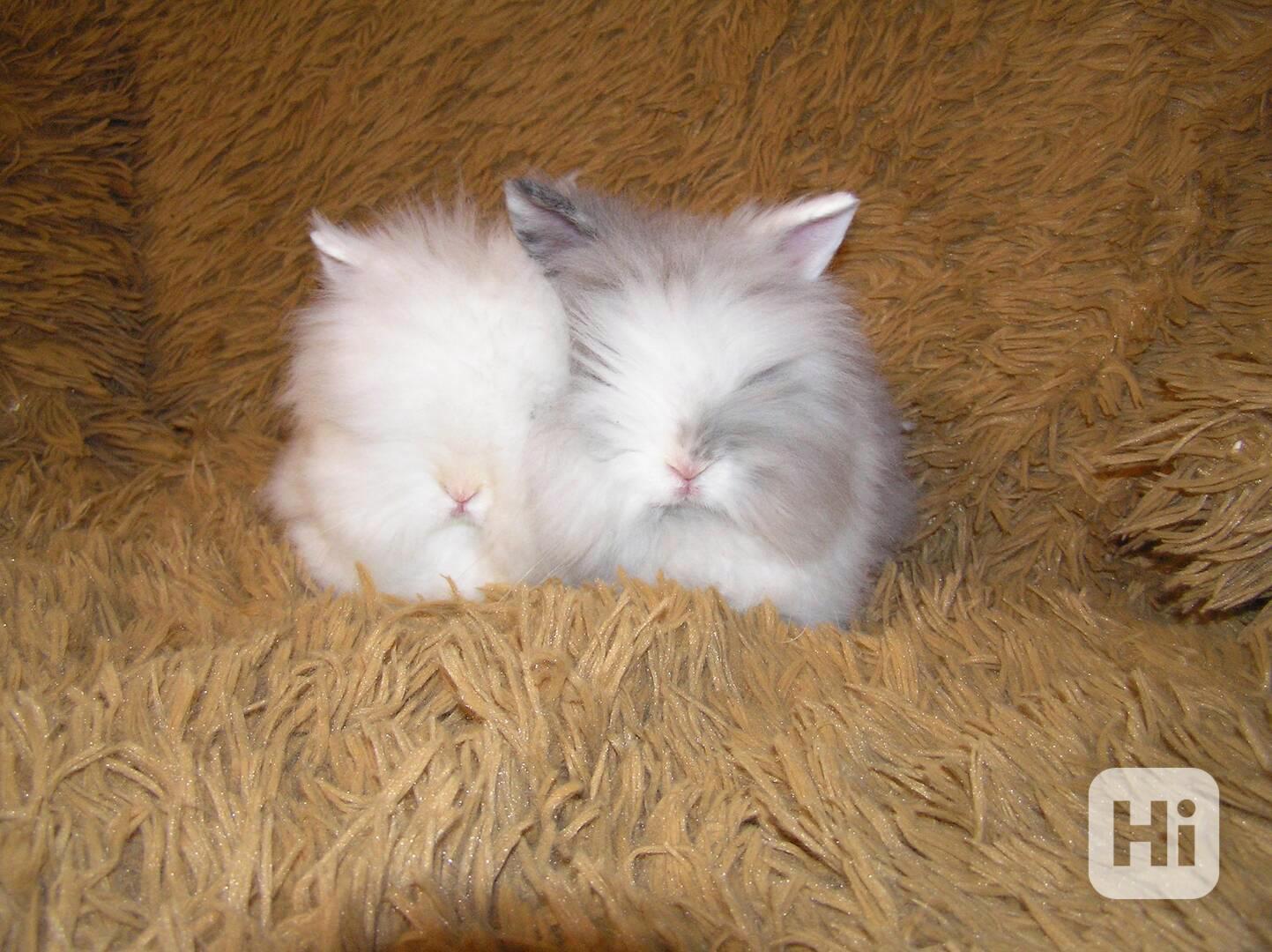 Teddy králíčci nádherná mláďata - foto 1