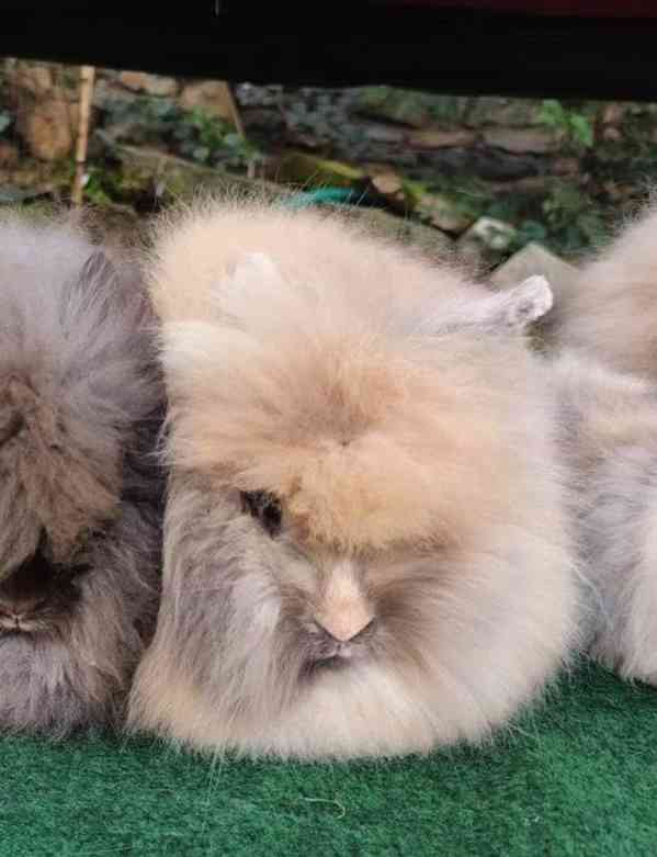 Teddy králíčci nádherná mláďata - foto 9