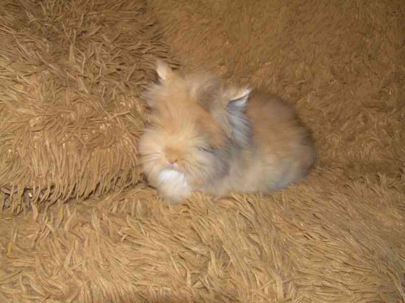 Teddy králíčci nádherná mláďata - foto 7