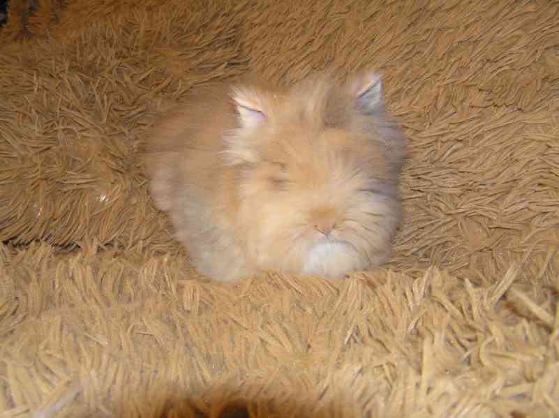 Teddy králíčci nádherná mláďata - foto 8