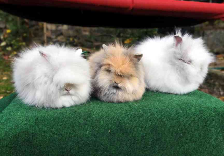 Teddy králíčci nádherná mláďata - foto 5