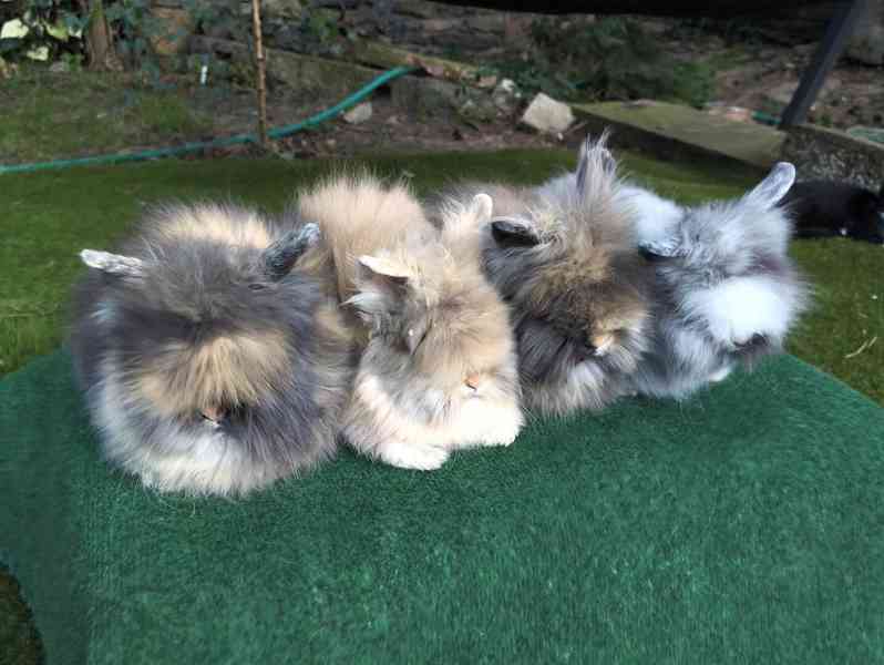 Teddy králíčci nádherná mláďata - foto 3