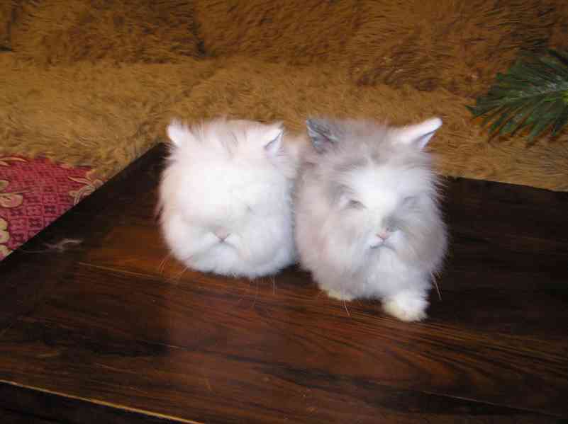 Teddy králíčci nádherná mláďata - foto 6