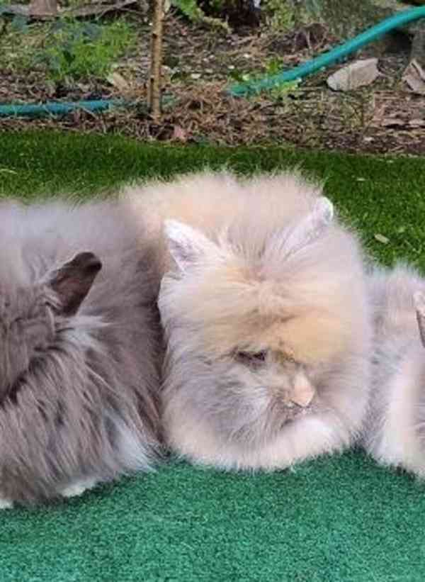 Teddy králíčci nádherná mláďata - foto 10