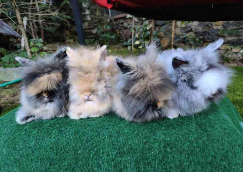 Teddy králíčci nádherná mláďata - foto 2