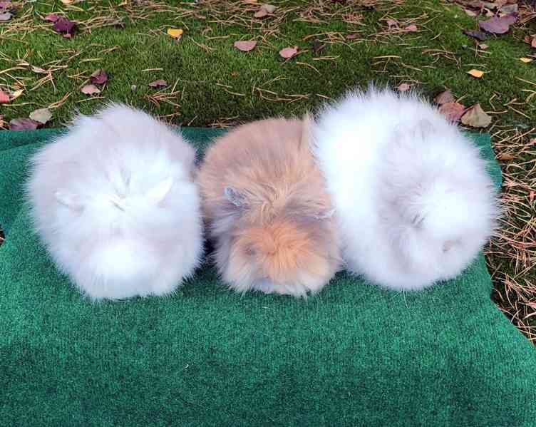 Teddy králíčci nádherná mláďata - foto 4