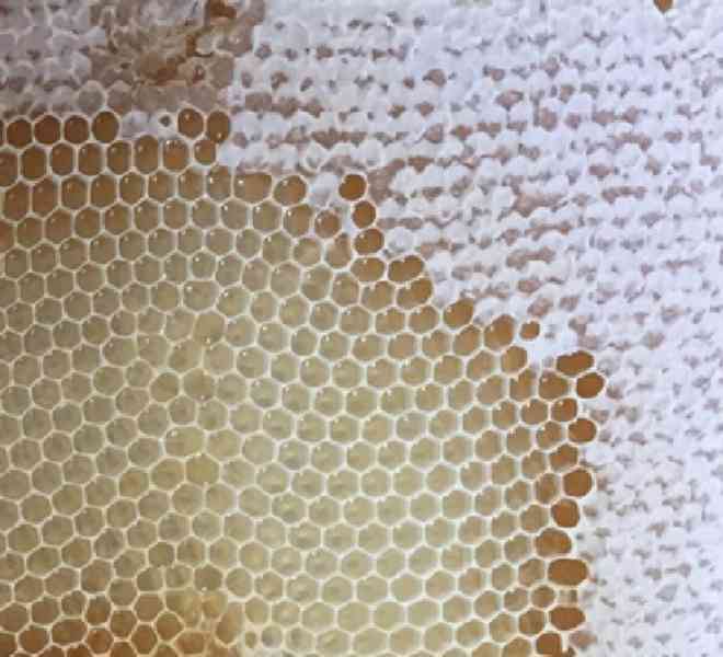 Vyzimovaná včelstva - foto 1