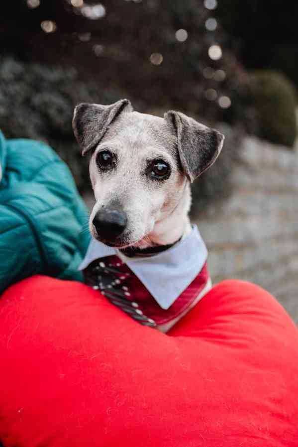 DIXÍK - 10 kg, kastrovaný psík 13 let - foto 6