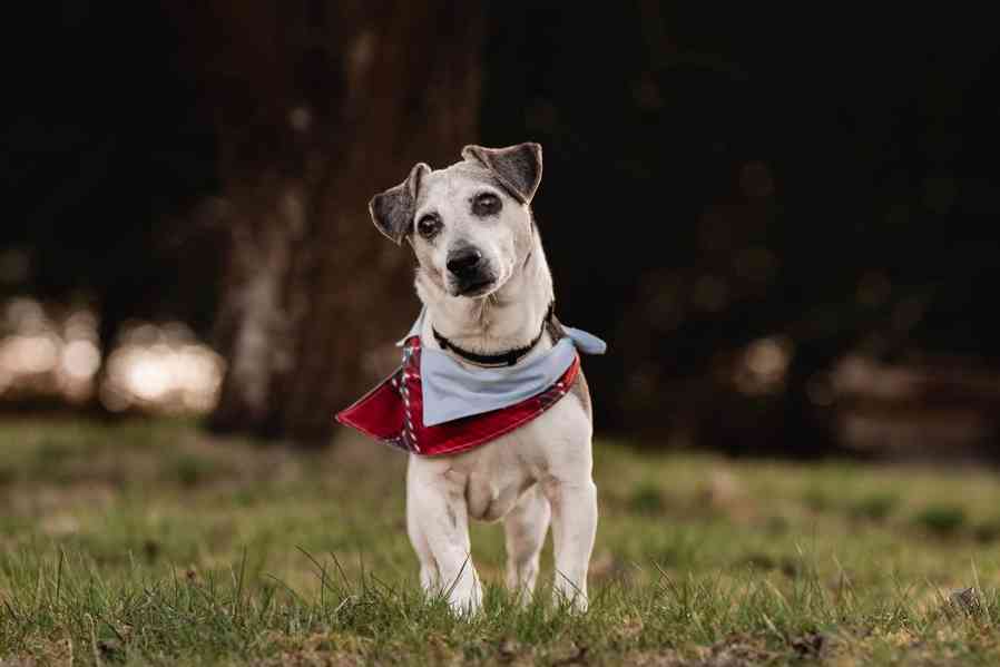 DIXÍK - 10 kg, kastrovaný psík 13 let - foto 7