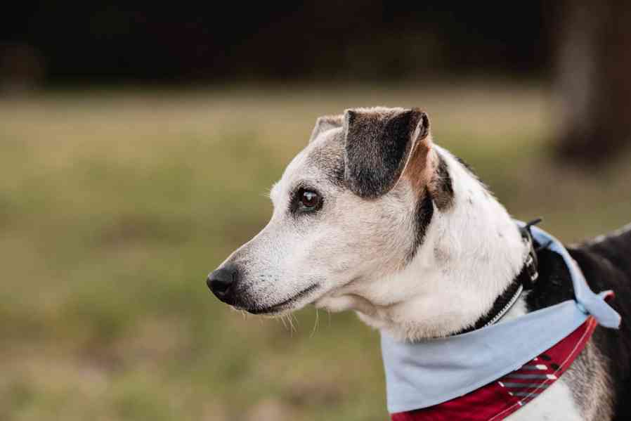 DIXÍK - 10 kg, kastrovaný psík 13 let - foto 2